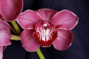 Cymbidium Les Platons Patricia HCC/AOS 78 pts.